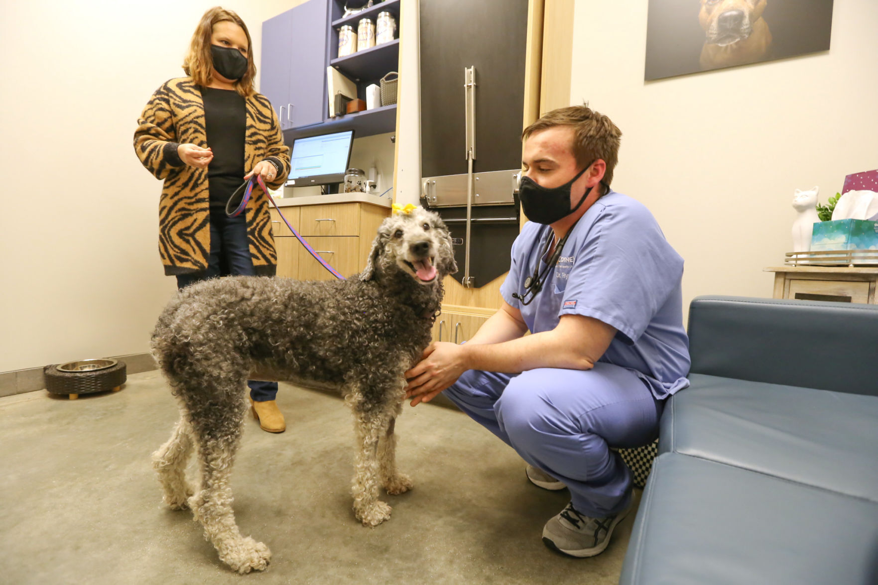 Vet saves dog's live